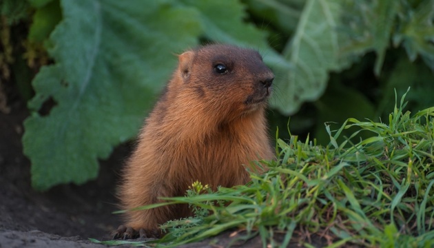 На Сумщині викрили браконьєрів, які полювали на червонокнижних бабаків