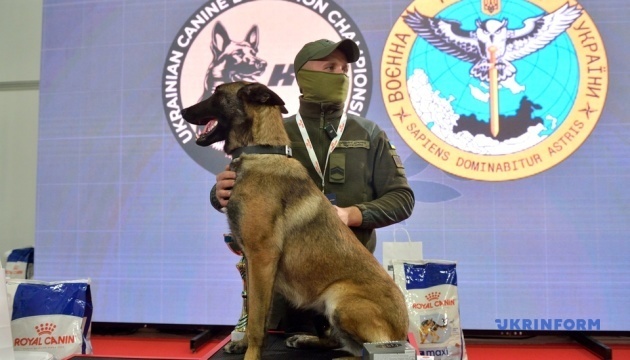 В Україні відбулися найбільші кінологічні змагання В Україні відбулися найбільші кінологічні змагання