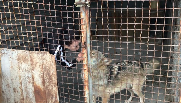 У Запоріжжі вовк утік з приватного зоопарку та гуляв містом
