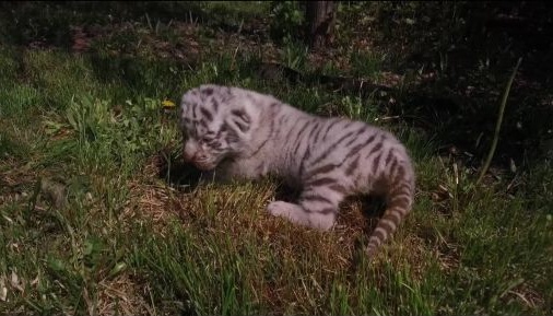 В Екопарку під Харковом собака доглядає двох тигренят В Екопарку під Харковом собака доглядає двох тигренят