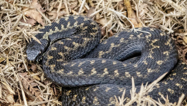 В Україні розпочався сезон активності змій