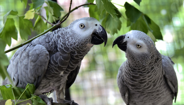 У Київському зоопарку врятовані папуги жако проходять соціалізацію
