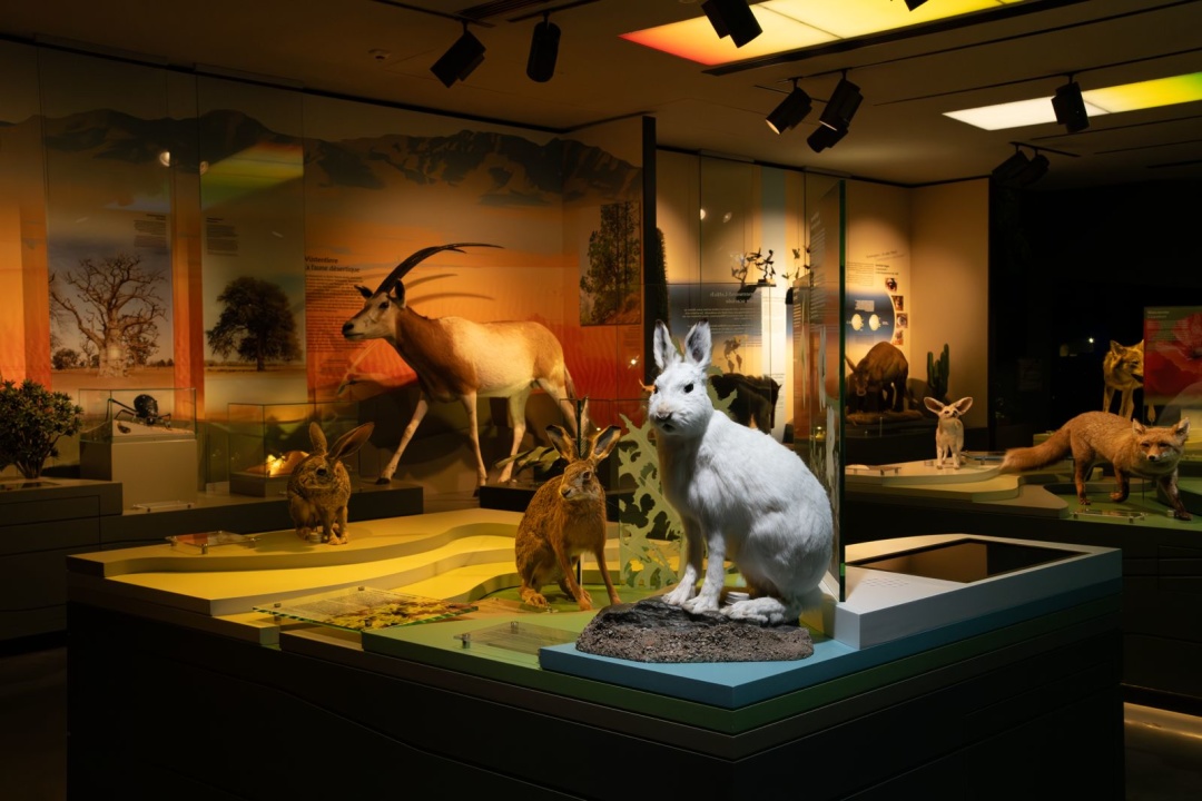 Національний музей природної історії в Люксембурзі