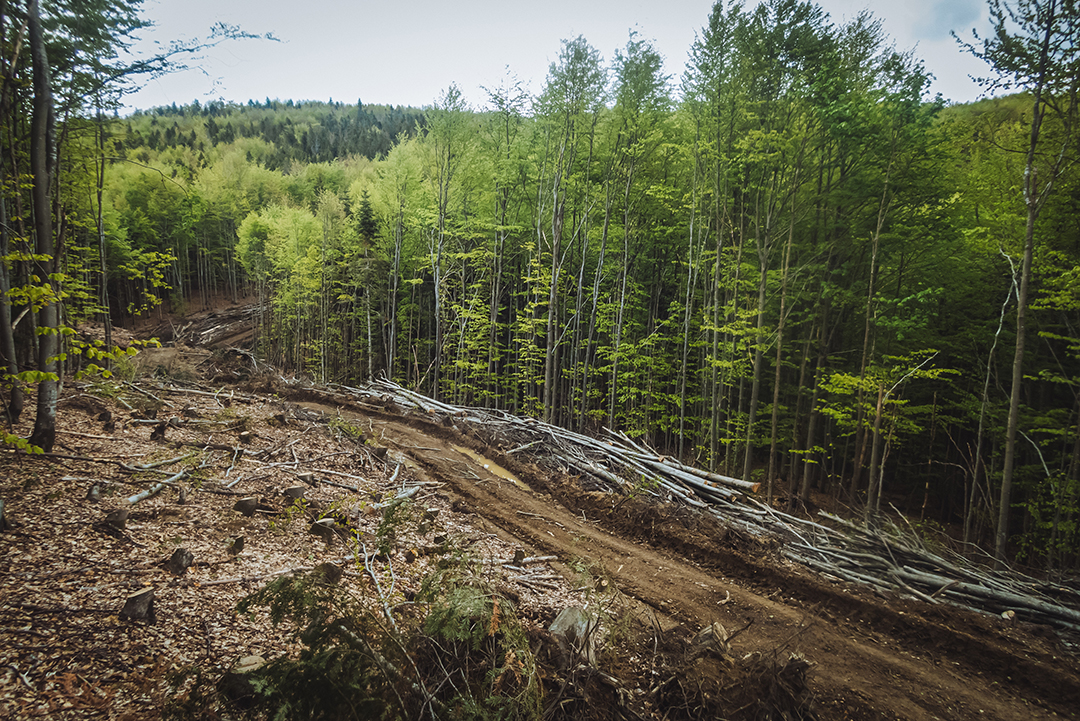Фото: Сергій Денисенко Фото: Сергій Денисенко