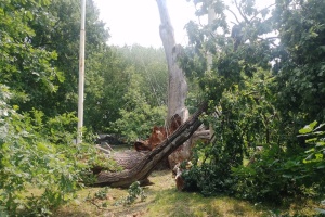 Last branch of 700-year-old oak tree fell in Zaporizhia