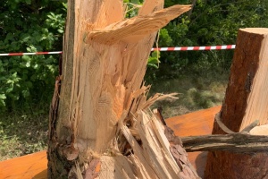 Storm destroys over 700 hectares of forest in Rivne region
