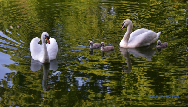 В Україні переважно без опадів, удень до +24°