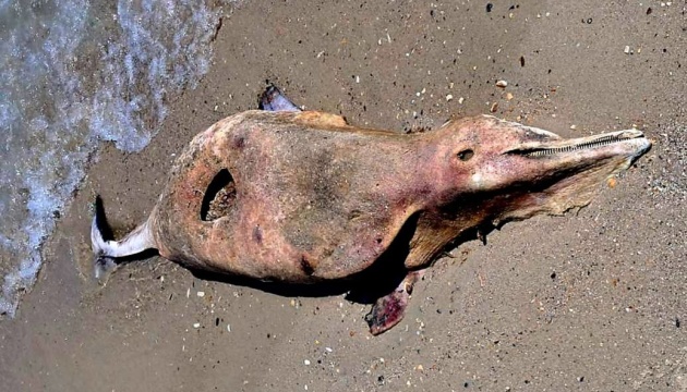 На Одещині вперше за рік виявили мертвого дельфіна на узбережжі