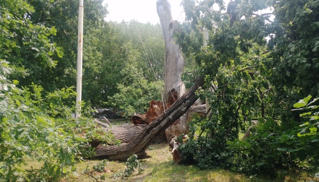Last branch of 700-year-old oak tree fell in Zaporizhia Last branch of 700-year-old oak tree fell in Zaporizhia