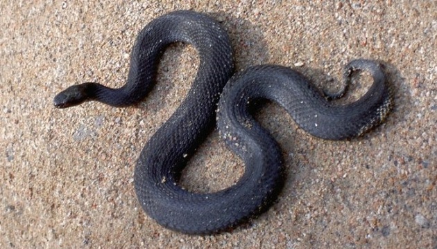 У квітні-травні 8 людей в Україні звернулися по меддопомогу через укуси змій