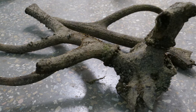 Deer antlers from three centuries ago found on Khortytsia Island Deer antlers from three centuries ago found on Khortytsia Island
