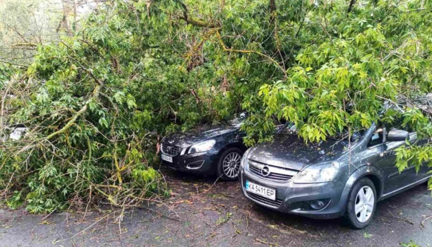 У Києві негода повалила сотні дерев - найбільше у Святошинському та Шевченківському районах