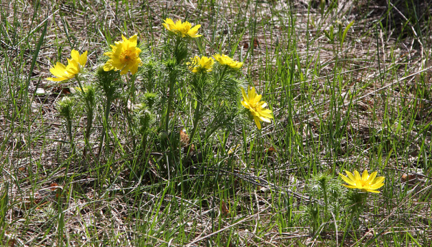 У Черкаській області створили дві нові пам’ятки природи - ОДА