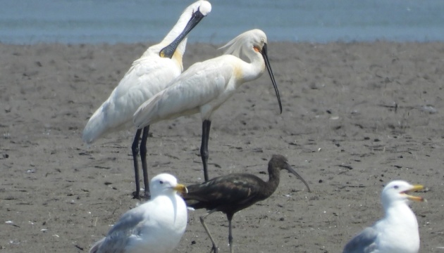 У нацпарку на Прикарпатті виявили кілька видів червонокнижних чапель