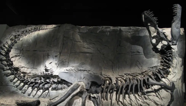 У колекції монгольського музею виявили новий вид динозавра