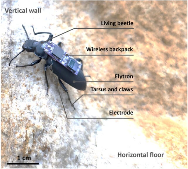 Жуки-кіборги. Фото: Fitzgerald et al., Adv. Sci.