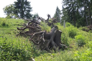 На Тернопільщині викрили незаконну вирубку дерев на суму майже ₴ 4 мільйони
