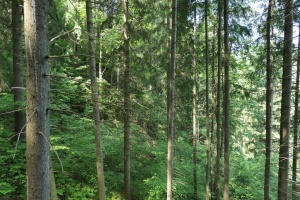 Судитимуть помічника лісничого, якій допоміг росіянам влаштувати засідку на бійців ЗСУ на Харківщині