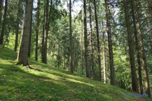 На Прикарпатті викрили масштабну вирубку лісу - підозри отримали 15 осіб