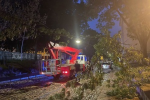 У Львові буревій повалив майже пів сотні дерев і пошкодив автівки
