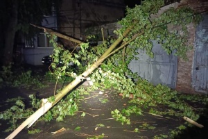У Харкові сильний вітер повалив майже 450 дерев