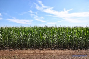 Виробництво зернових торік сягнуло максимуму за останні чотири роки - Держстат