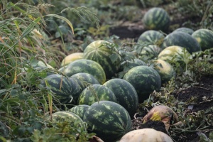 Agricultores de la región de Jersón ya han cosechado 3.000 toneladas de sandías