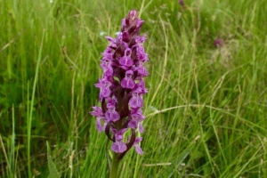 На Вінниччині створили два нових природоохоронних об’єкти