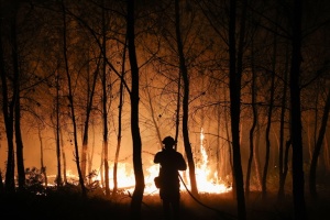 В Аргентині пожежі знищили майже 12 тисяч гектарів лісу