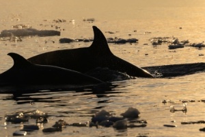 Ukrainian polar scientists collect rare orca tissue samples in Antarctica