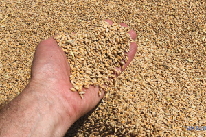 Russia sells wheat stolen from Ukraine to 70 countries – National Resistance Center