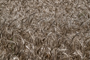 Ucrania ocupa el segundo lugar en producción de cereales este año en comparación con los países de la UE