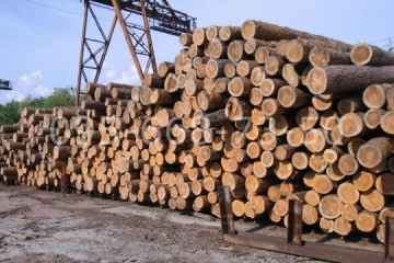 In Russland erleiden Forstwirtschaftsunternehmen aufgrund der Sanktionen Verluste