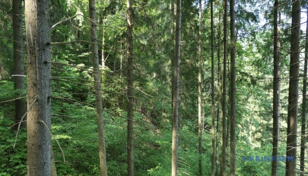 Судитимуть помічника лісничого, якій допоміг росіянам влаштувати засідку на бійців ЗСУ на Харківщині