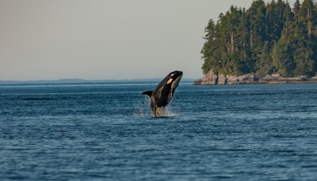 Учені вперше виявили, що косатки діляться їжею з людьми