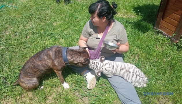 В Екопарку під Харковом розповіли, як собака доглядає білих тигренят