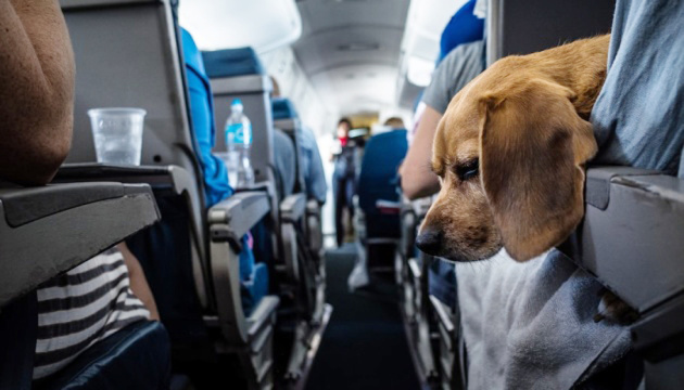 Тварини в дорозі: гайд для власників