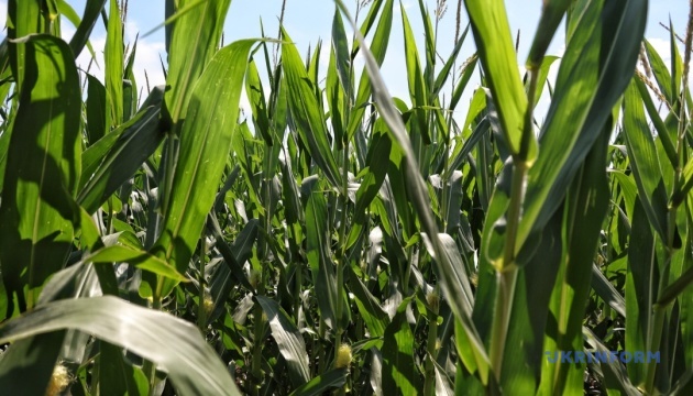 Миколаївщина через посуху втратила майже увесь урожай кукурудзи 