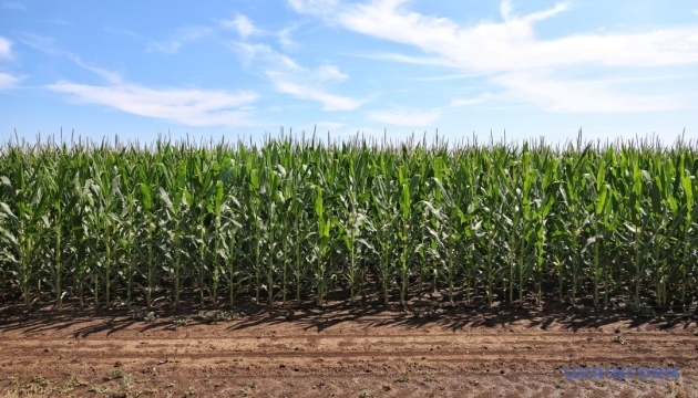 Виробництво зернових торік сягнуло максимуму за останні чотири роки - Держстат