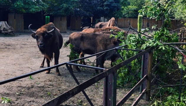 У Київському зоопарку буревій пошкодив вольєр єнотів та огорожу в альпак