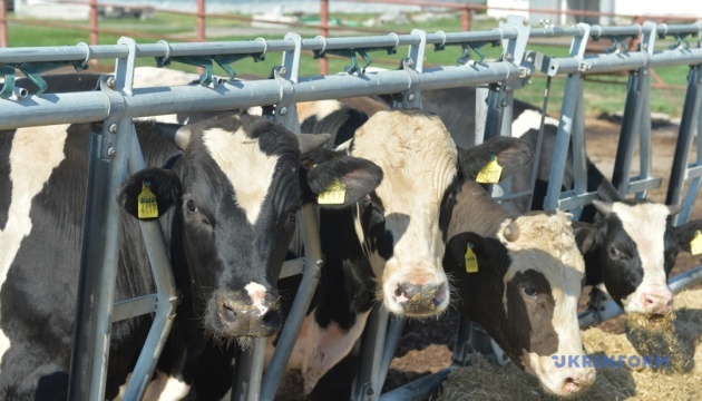 В Україні за рік скоротилася чисельність корів