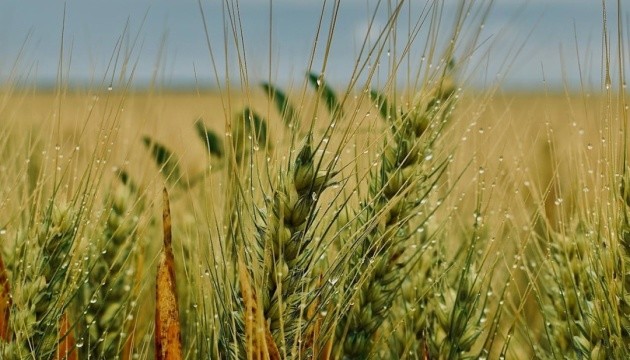 На Житомирщині через негоду полягла частина зернових На Житомирщині через негоду полягла частина зернових