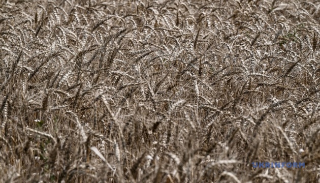 Загарбники вже вивезли з ТОТ близько 2,5 мільйона тонн пшениці - Центр нацспротиву