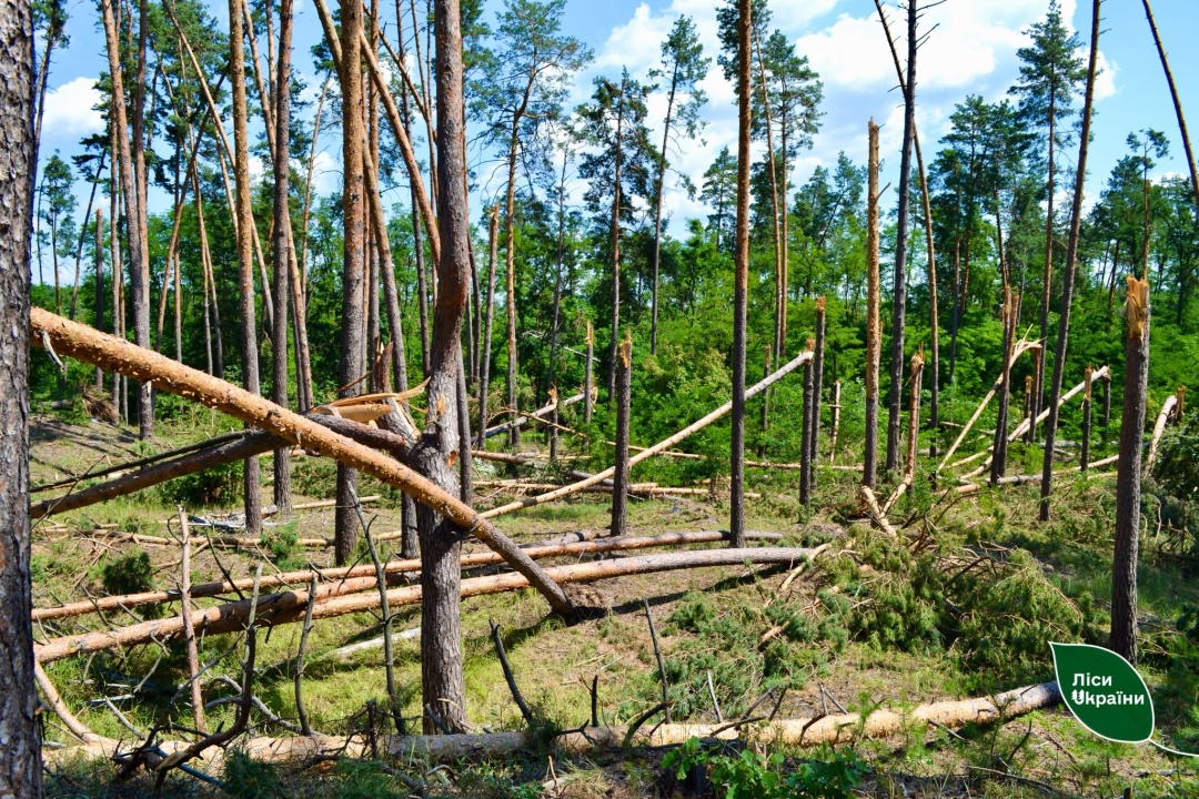 В Україні з початку року через буревії пошкоджені 3000 гектарів лісів