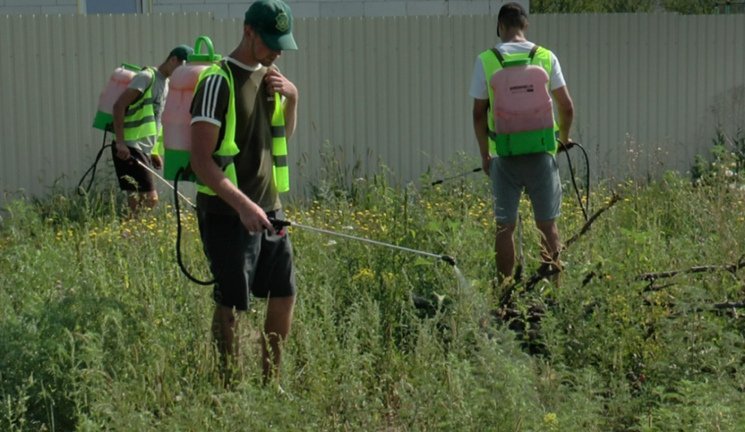 Боротьба з агресоркою обприскуванням у Києві. Фото: Nashkiev.info