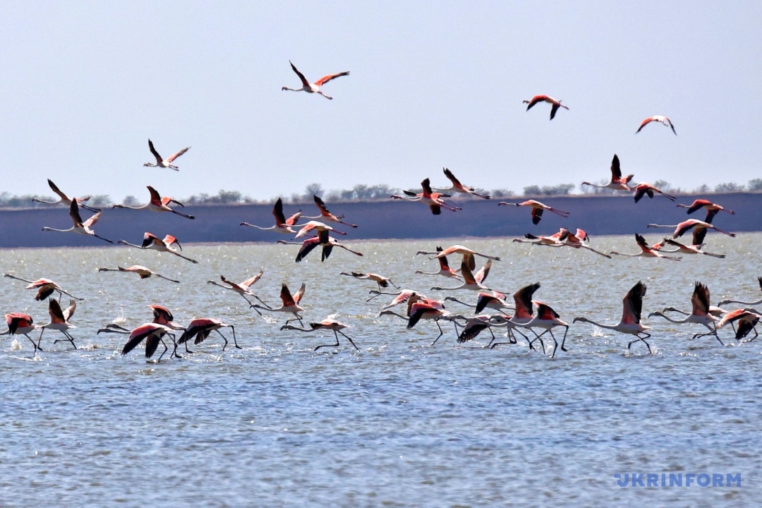 Фото: Ніна Ляшонок