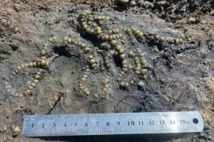 На Волині археологи виявили скляне давньоруське намисто
