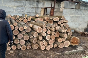На Харківщині викрили схему незаконної вирубки лісу на ₴12 мільйонів