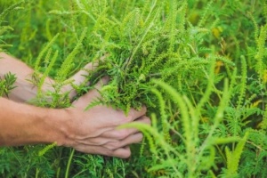 Амброзія: скошена, але нескорена зелена агресорка