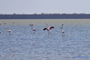 У нацпарки на Одещині прилетіли перші фламінго, очікуються тисячні зграї